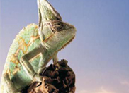 EpiMark 5-hmC �� 5-mC ����ԇ����