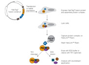 HaloTag Mammalian Pull-Down and Labeling System